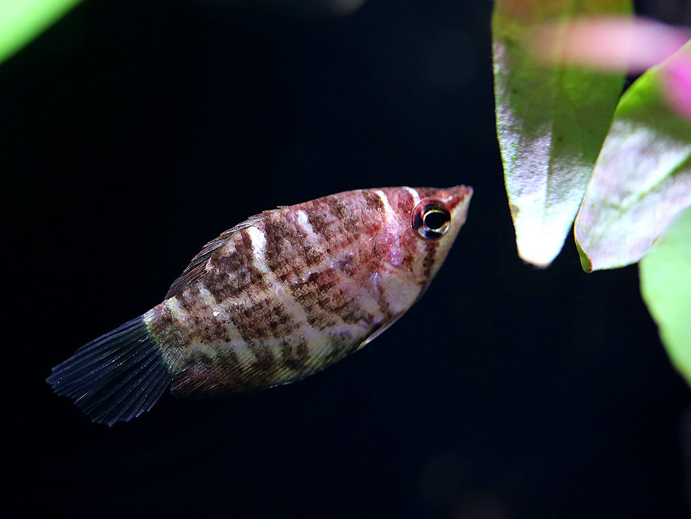 Crossband Chocolate Gourami (Sphaerichthys selatanensis) – Tank Bred
