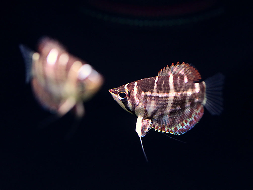 Crossband Chocolate Gourami (Sphaerichthys selatanensis) – Tank Bred