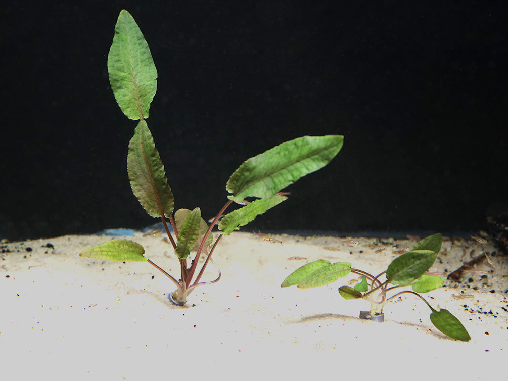 Cryptocoryne Wendtii "Tropica" (Cryptocoryne Wendii "Tropica")