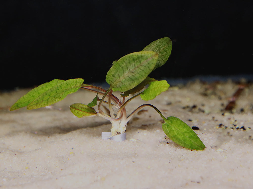 Cryptocoryne Wendtii "Tropica" (Cryptocoryne Wendii "Tropica")