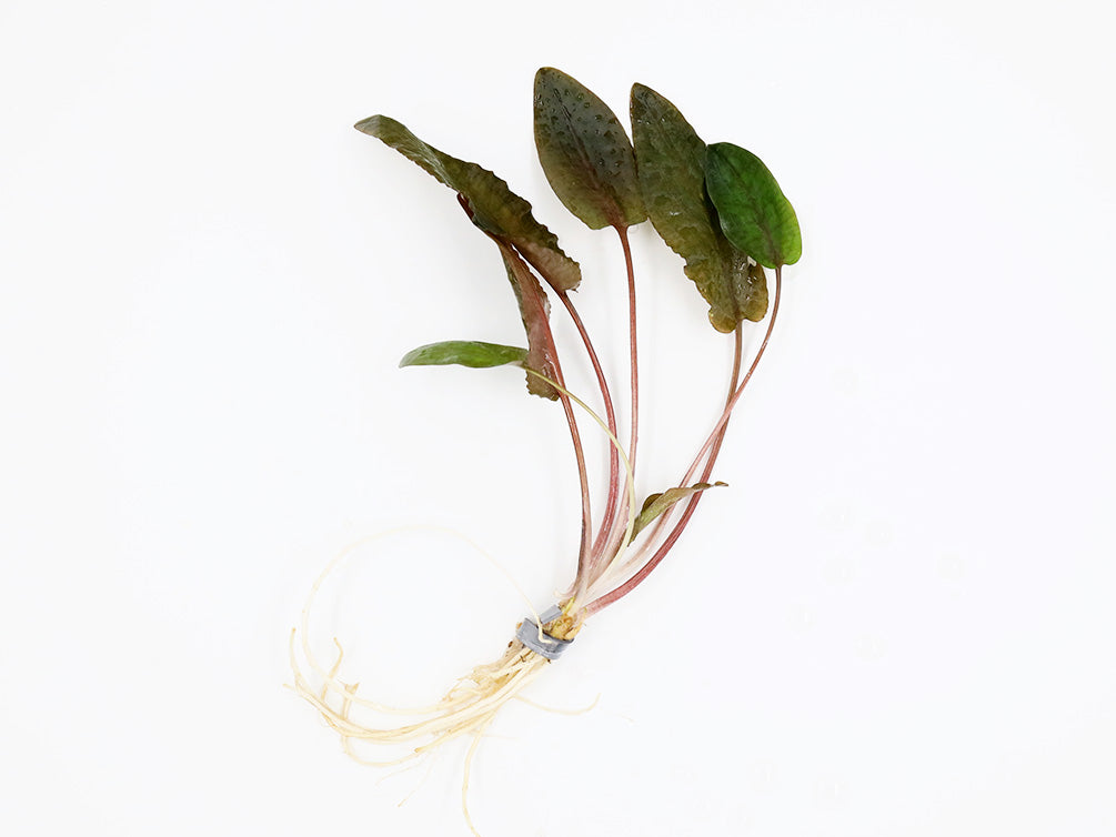 Cryptocoryne Wendtii "Tropica" (Cryptocoryne Wendii "Tropica")