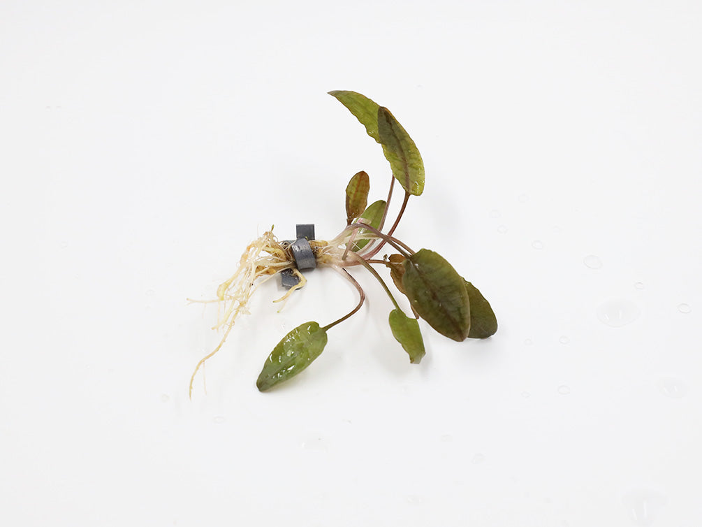 Cryptocoryne Wendtii "Tropica" (Cryptocoryne Wendii "Tropica")