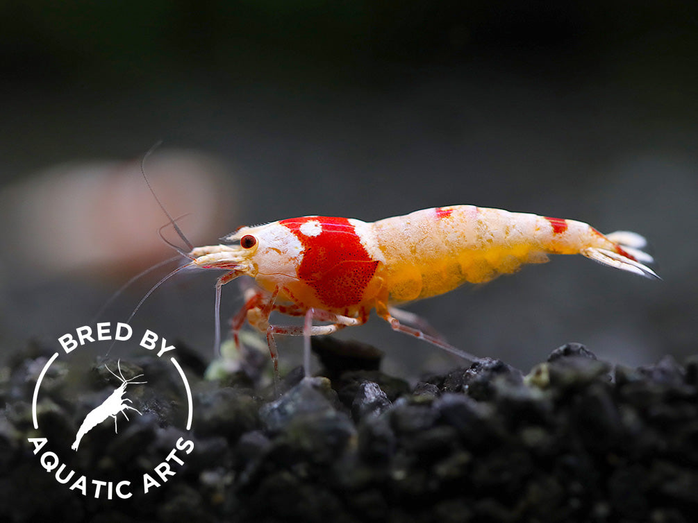 Crystal Red Shrimp (Caridina cf. cantonensis) – Bred by Aquatic Arts