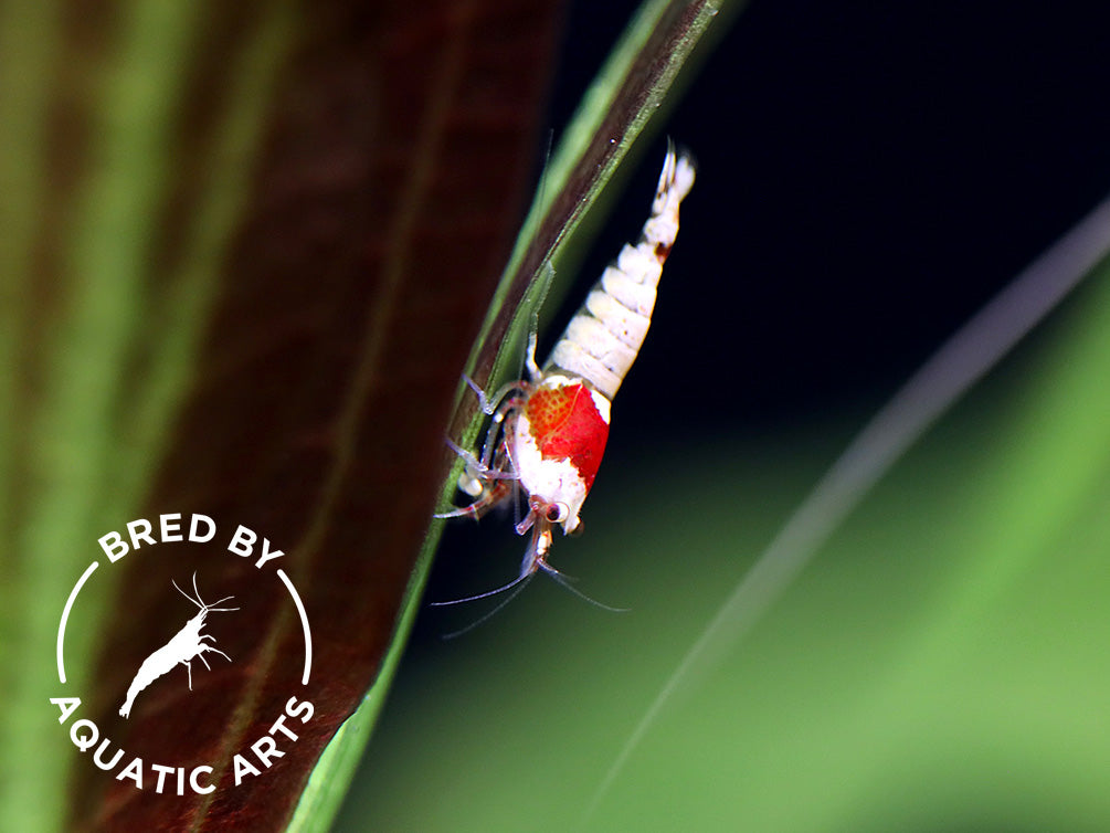 Crystal Red Shrimp (Caridina cf. cantonensis) – Bred by Aquatic Arts