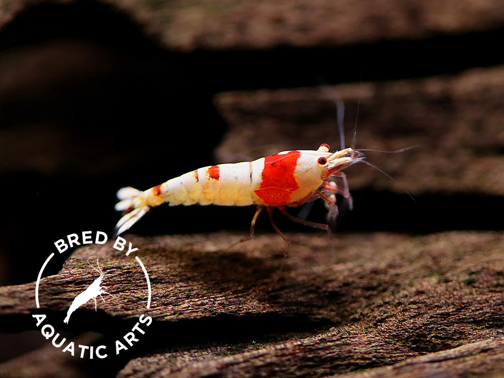 Crystal Red Shrimp (Caridina cf. cantonensis) – Bred by Aquatic Arts