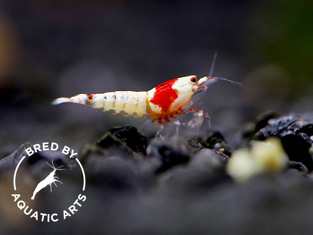 Crystal Red Shrimp (Caridina cf. cantonensis) – Bred by Aquatic Arts