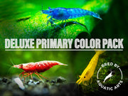 DELUXE Primary Colors Dwarf Shrimp Combo Pack (Painted Fire Red, Golden Back Yellow, and Dream Blue), Bred by: Aquatic Arts