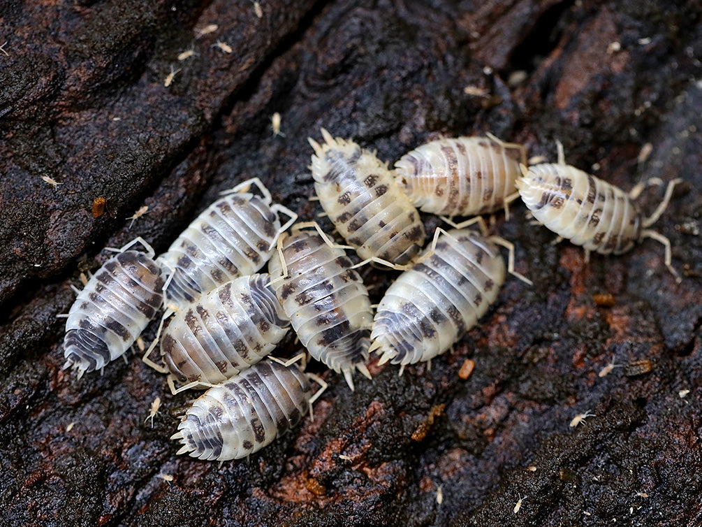 Dairy Cow Isopods (Porcellio laevis)
