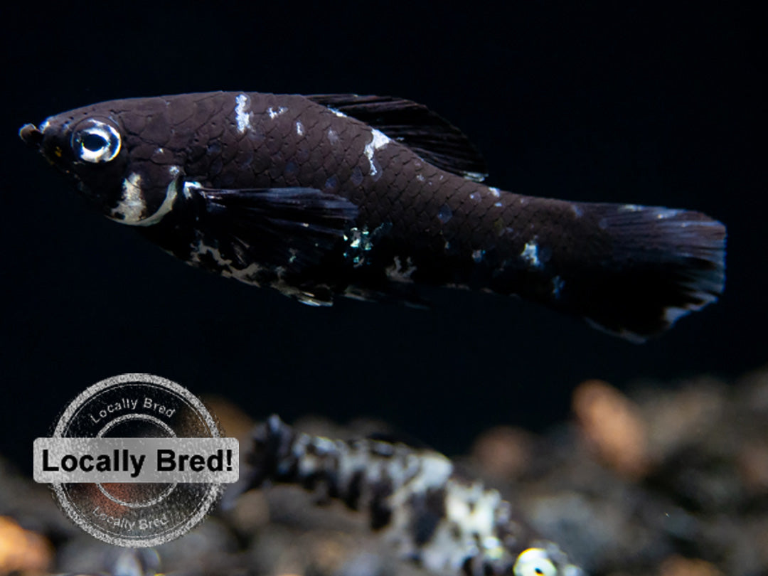 Dalmatian Molly (Poecilia latipinna), Locally-Bred