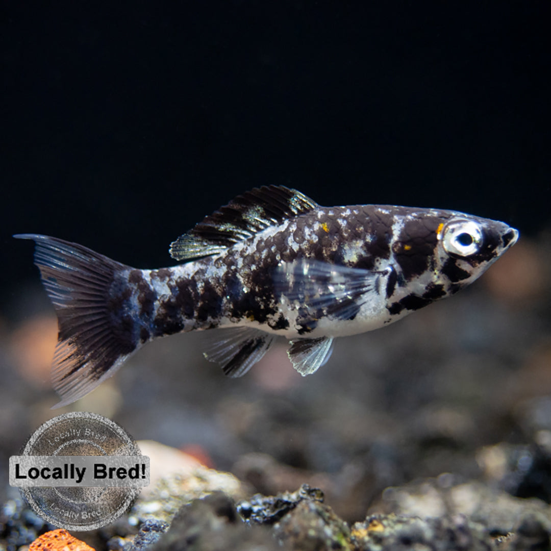 Dalmatian Molly Poecilia latipinna Locally Bred Aquatic Arts