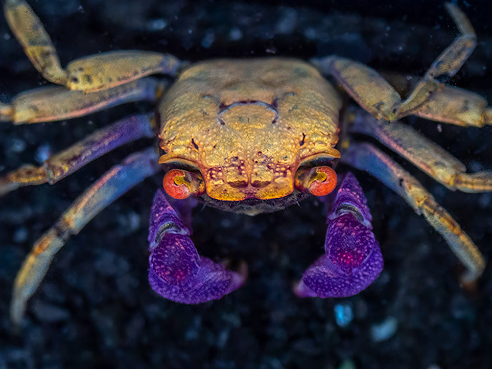 ネプチューンマントリコロールカラー Swimmy Desigh Lab Orange Disco Vampire Crab (Geosesarma tiomanicum) - Aquatic Arts