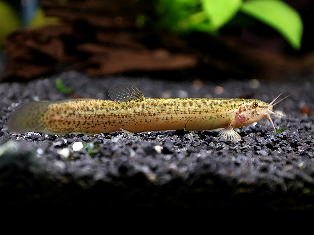 Dojo Loach 
