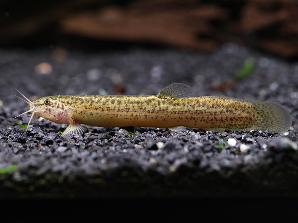 Dojo Loach (Misgurnus anguillicaudatus) – Tank-Bred