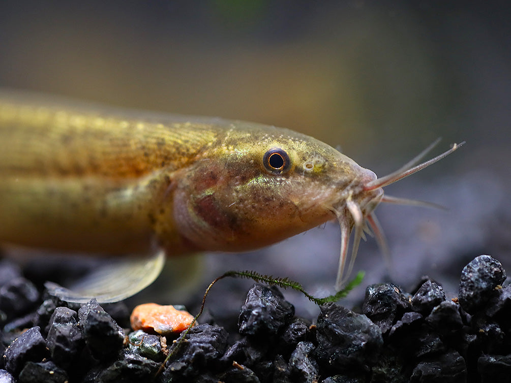 Dojo Loach (Misgurnus anguillicaudatus) – Tank-Bred