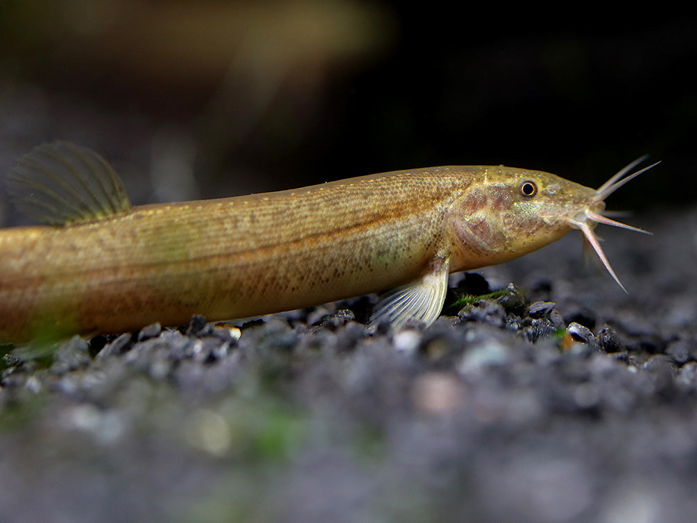Dojo Loach (Misgurnus anguillicaudatus) – Tank-Bred
