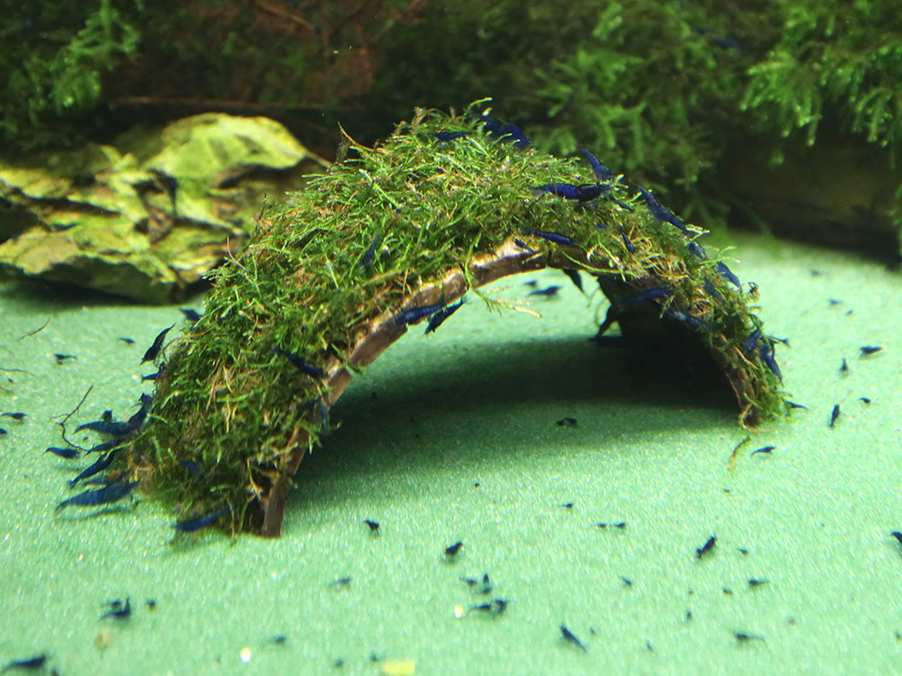 Neocaridina Shrimp, Buce, and Moss Combo Packs