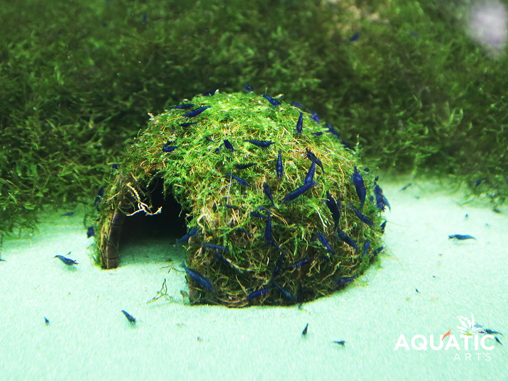 Neocaridina Shrimp, Buce, and Moss Combo Packs