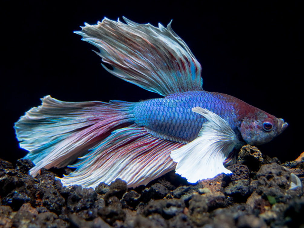 Dumbo Halfmoon Betta (Betta splendens), Male Aquatic Arts