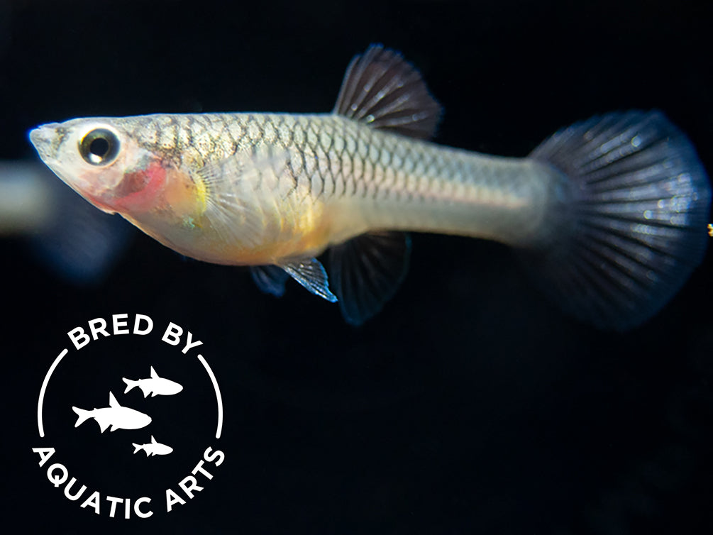 Dwarf Blue Panda Guppy for sale