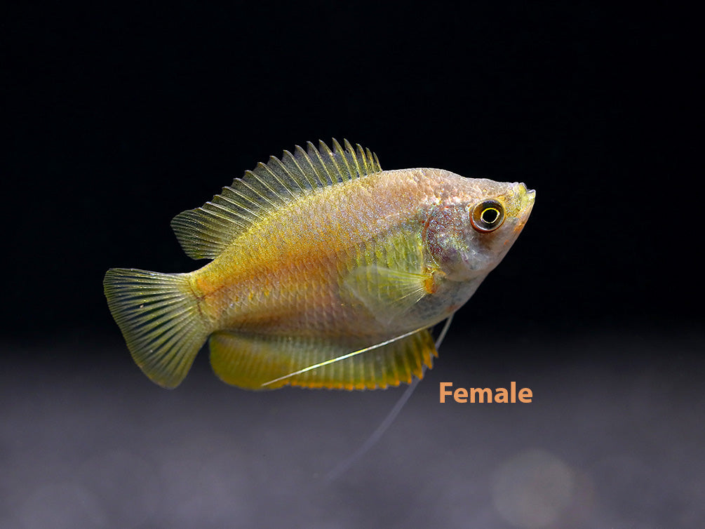 Dwarf Gourami (Trichogaster lalius) - Tank-Bred!
