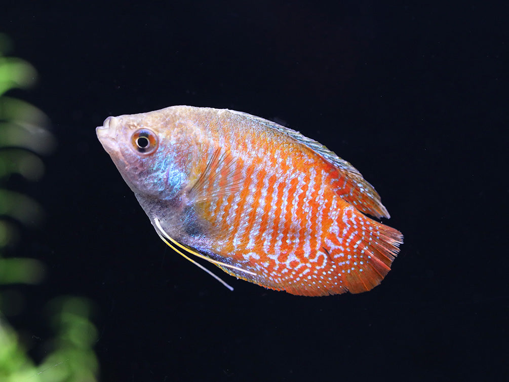 Dwarf Gourami (Trichogaster lalius) - Tank-Bred!