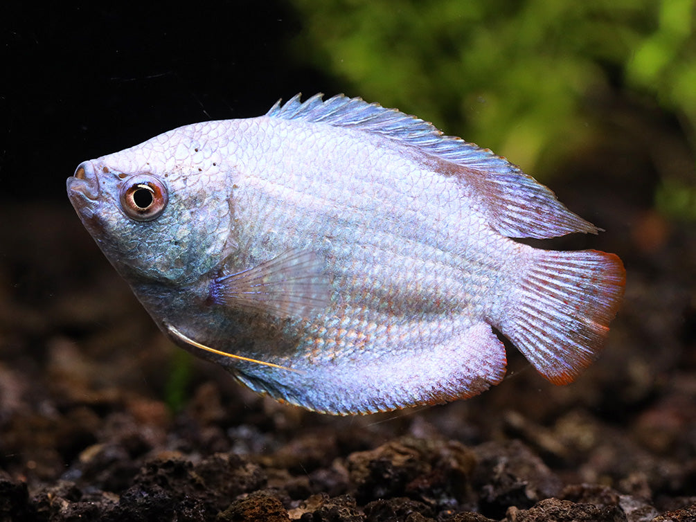 Powder Blue Dwarf Gourami Trichogaster lalius Tank Bred Aquatic Arts