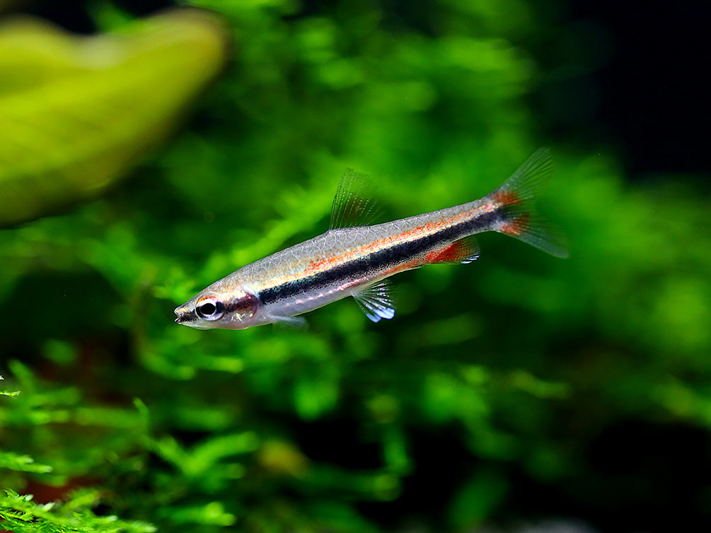 Aquatic Arts BOGO Deals