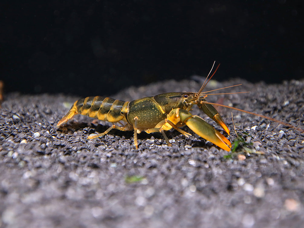 Emerald Fire Crayfish (Cherax snowden)