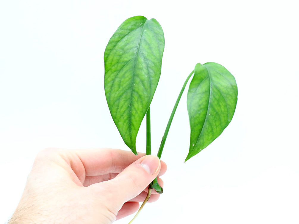 Epipremnum Pinnatum Plant – Node/Leaf Cutting