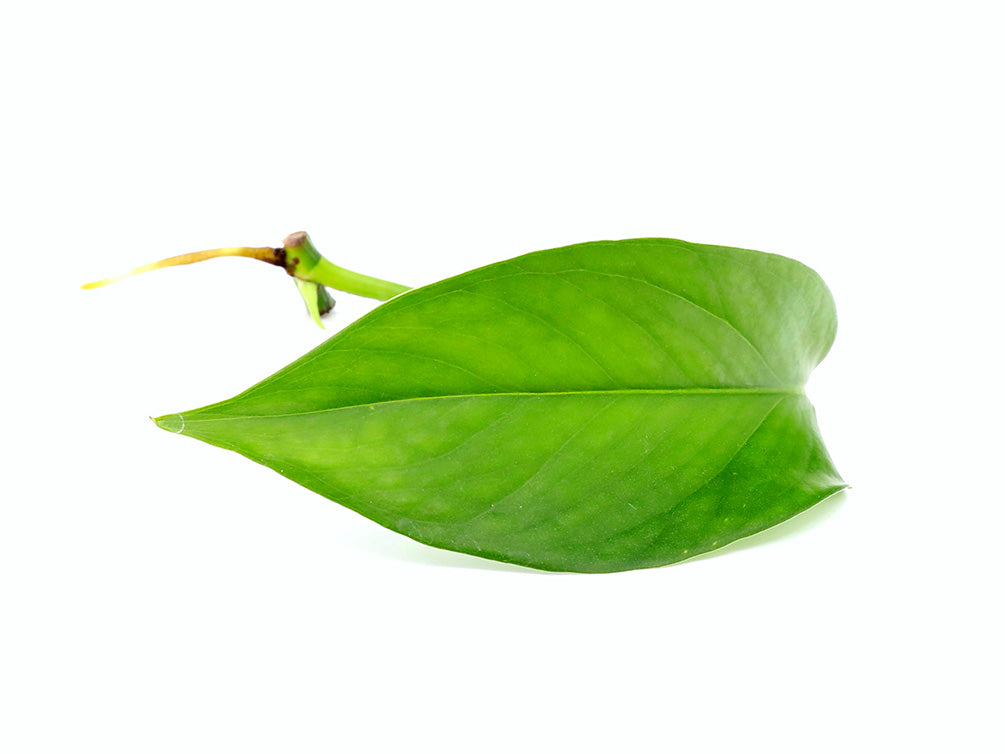 Epipremnum Pinnatum Plant – Node/Leaf Cutting