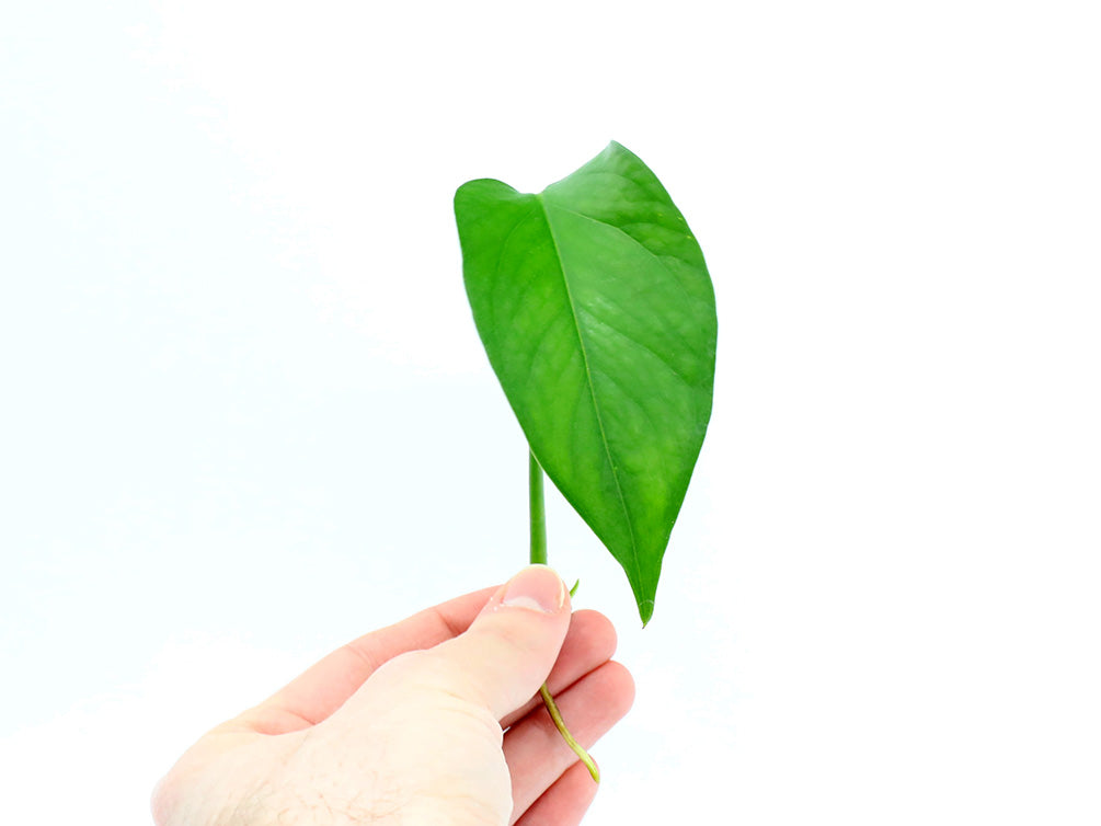 Epipremnum Pinnatum Plant – Node/Leaf Cutting