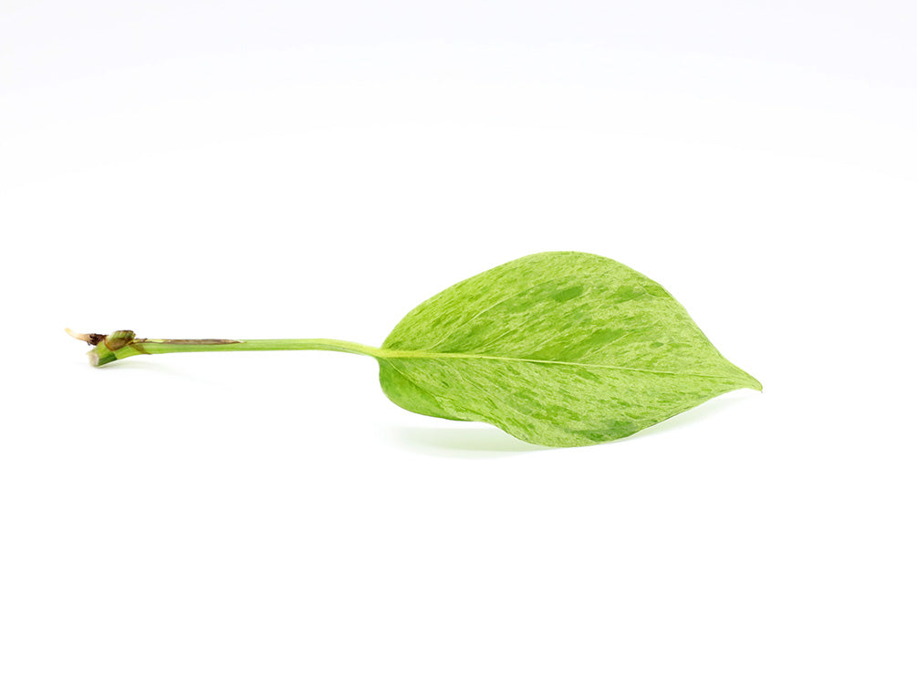 node pothos Epipremnum aureum 'Marble Queen' Pothos – Node/Leaf Cutting – Aquatic Arts