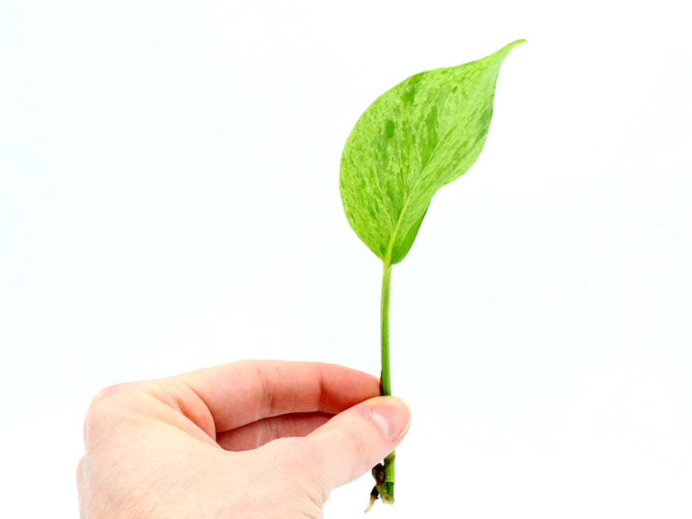marble queen pothos cuttings Epipremnum aureum 'Marble Queen' Pothos – Node/Leaf Cutting – Aquatic Arts