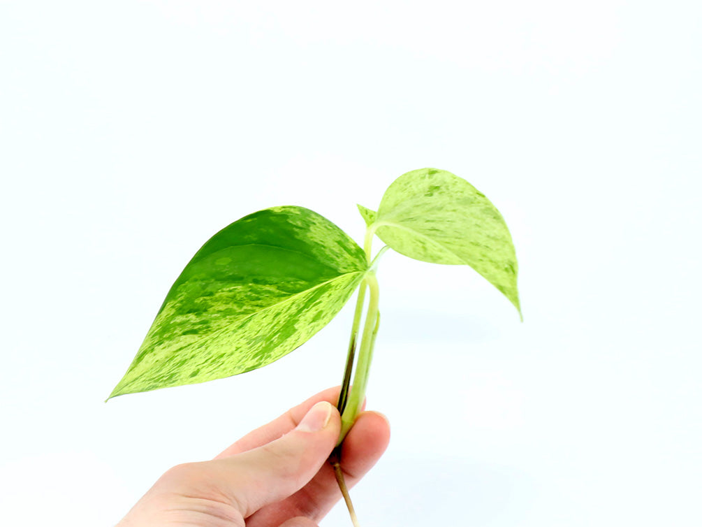 marble queen pothos cuttings Epipremnum aureum 'Marble Queen' Pothos – Node/Leaf Cutting – Aquatic Arts
