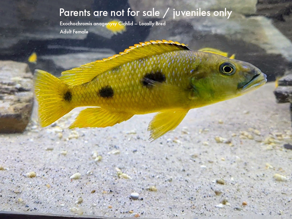 Three spot Torpedo Cichlid (Exochochromis Anagenysy)  – Locally Bred