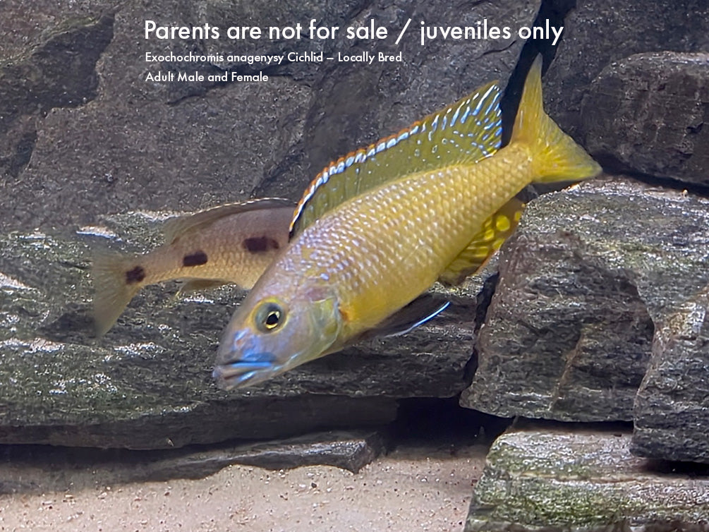Three spot Torpedo Cichlid (Exochochromis Anagenysy)  – Locally Bred