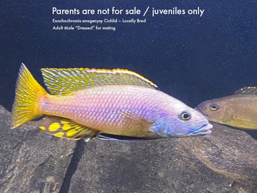 Three spot Torpedo Cichlid (Exochochromis Anagenysy)  – Locally Bred