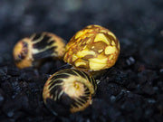 Fancy Antler Snail - (Clithon sowerianum)