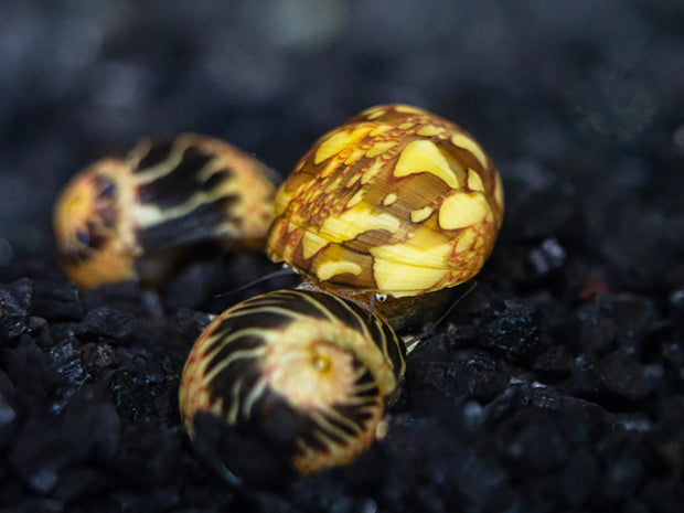 Fancy Antler Snail - (Clithon sowerianum)