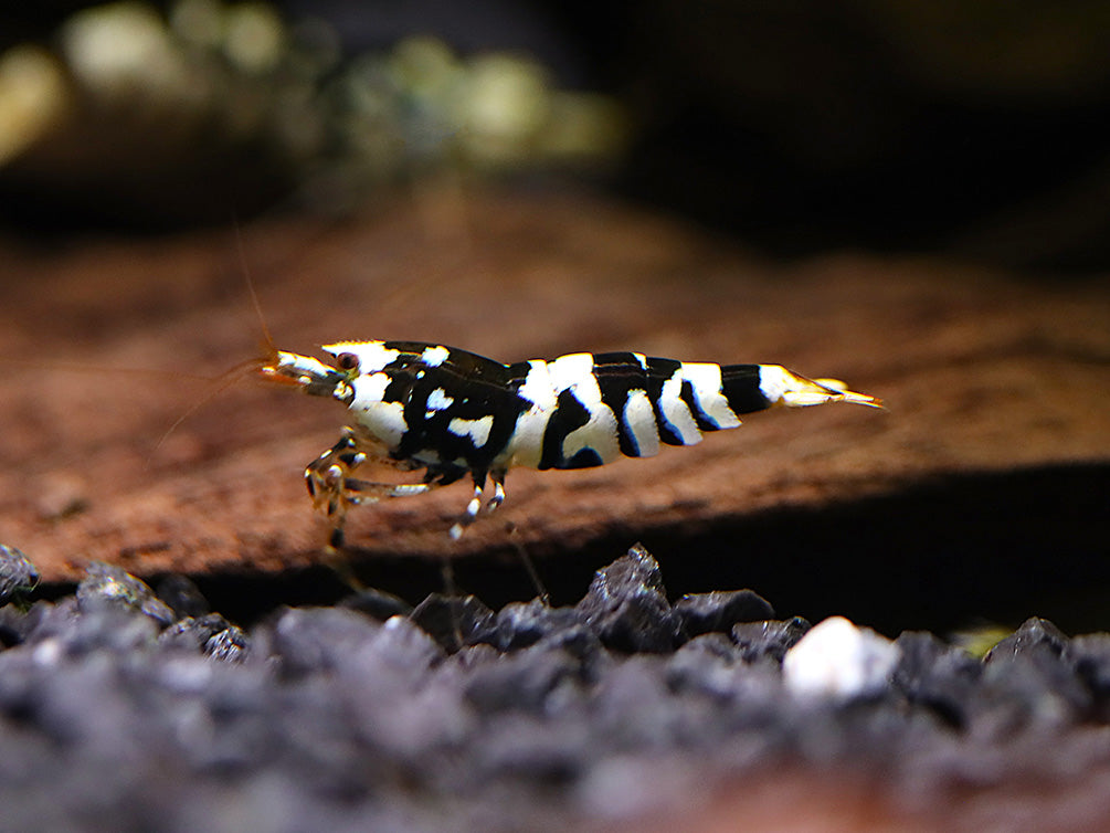 Fancy Black Tiger Shrimp (Caridina sp. “Black Tiger”) – SS Grade
