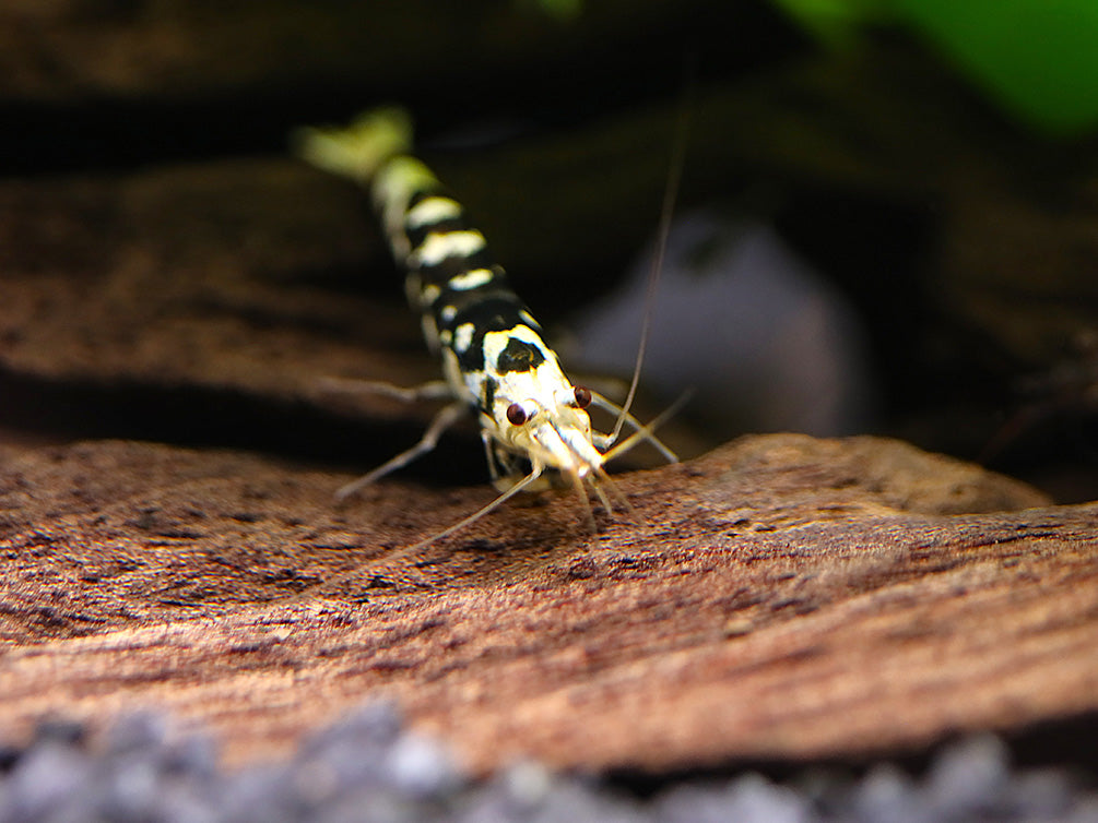 Fancy Black Tiger Shrimp (Caridina sp. “Black Tiger”) – SS Grade