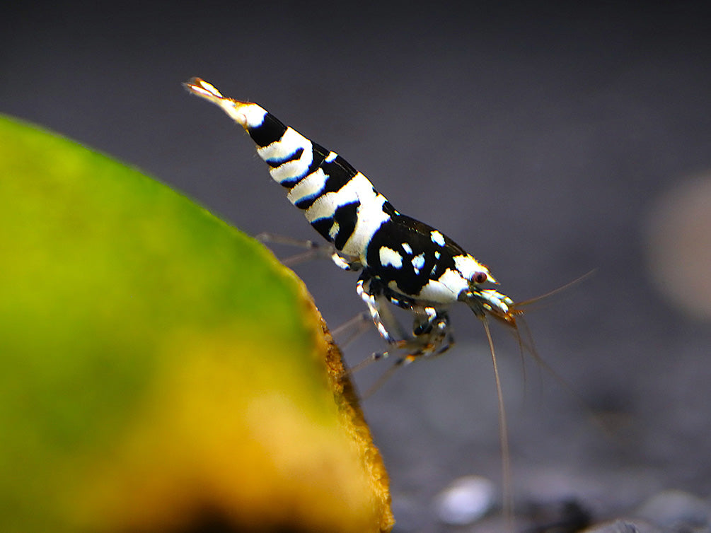 Fancy Black Tiger Shrimp (Caridina sp. “Black Tiger”) – SS Grade