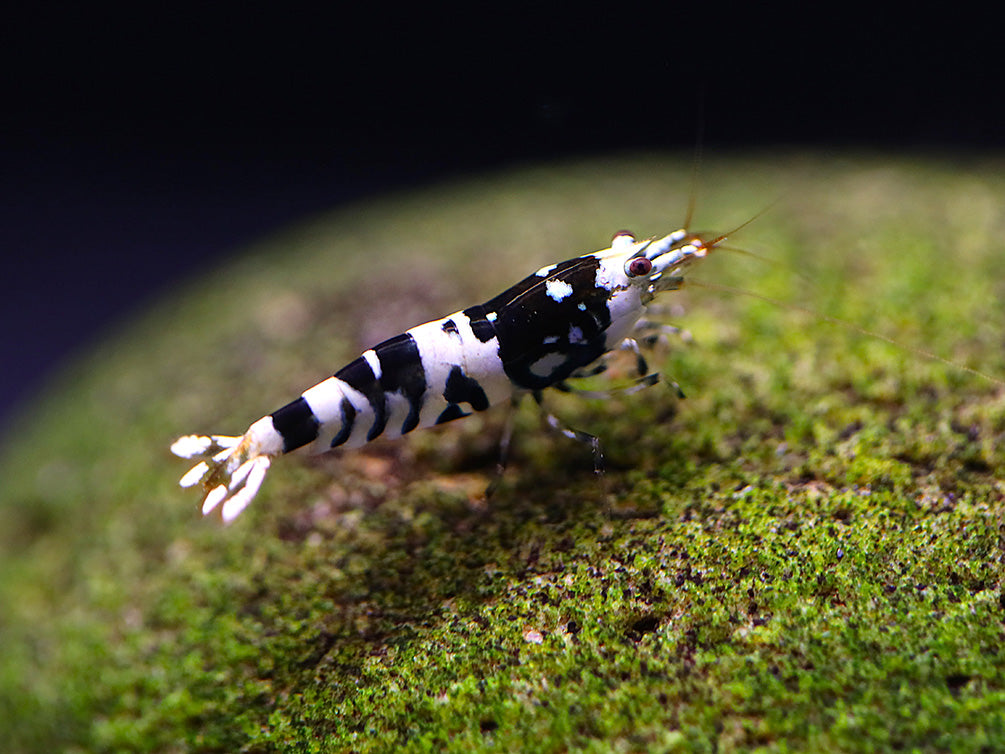 Fancy Black Tiger Shrimp (Caridina sp. “Black Tiger”) – SS Grade