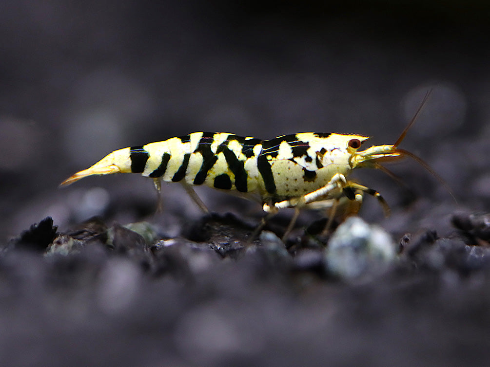 Fancy Black Tiger Shrimp (Caridina sp. “Black Tiger”) – SS Grade