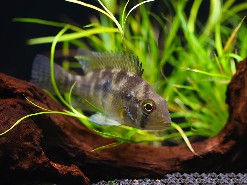 South & Central American Cichlids – Aquatic Arts