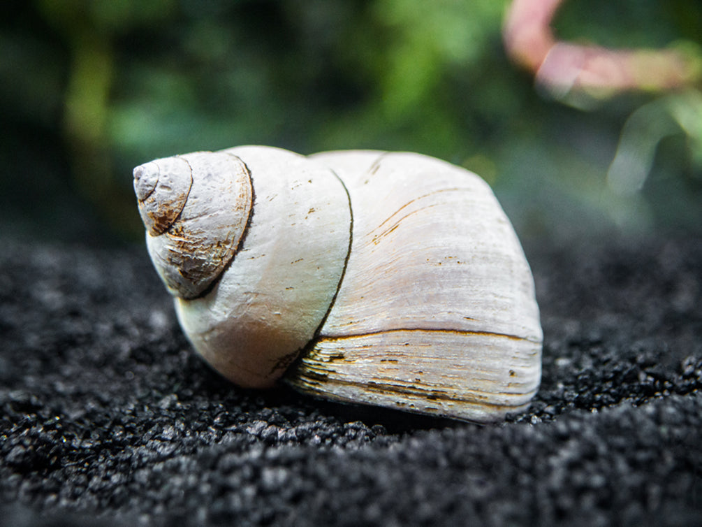 Ghost Wizard Piano Snail (Filopaludina martensi)