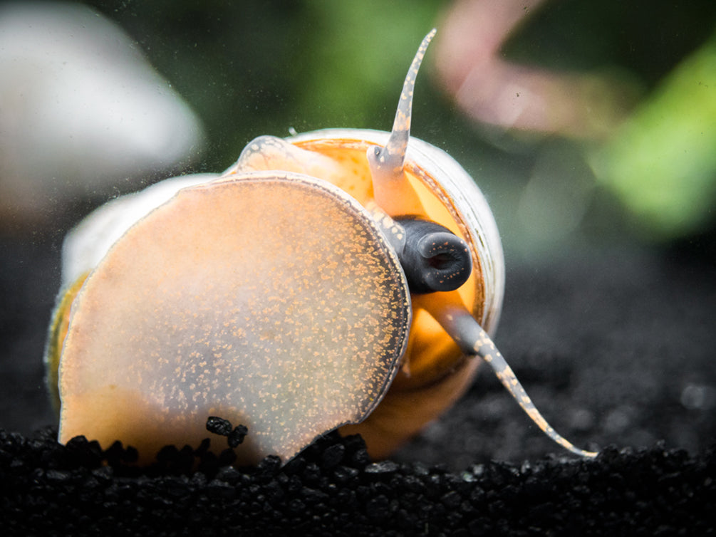 Ghost Wizard Piano Snail (Filopaludina martensi)