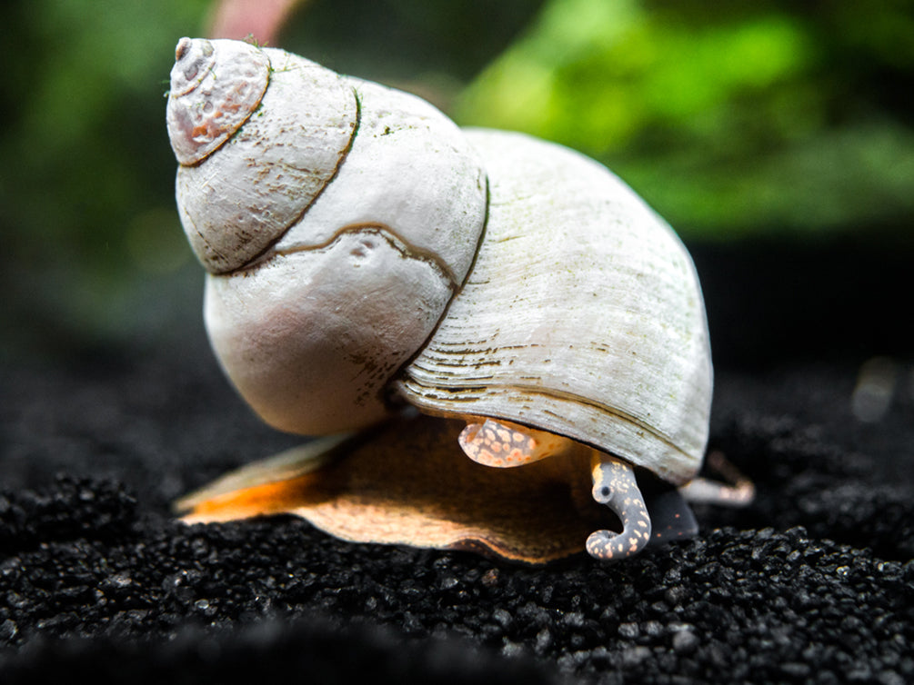 Ghost Wizard Piano Snail (Filopaludina martensi) - Aquatic Arts