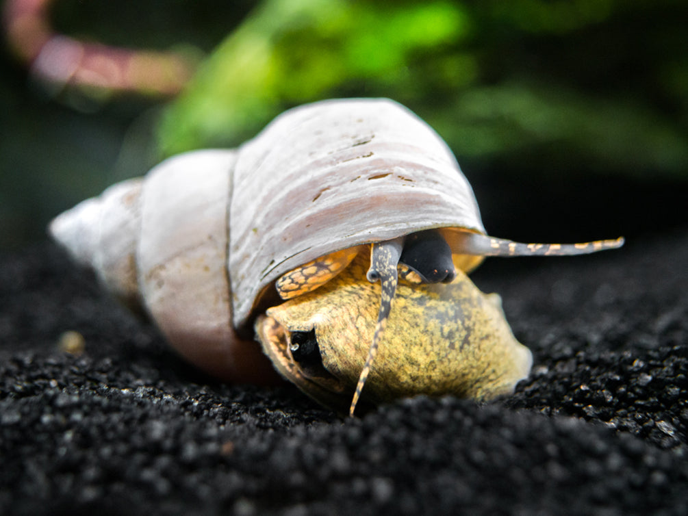 Ghost Wizard Piano Snail (Filopaludina martensi)