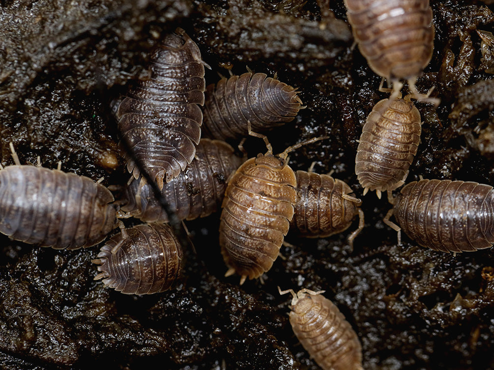Giant Canyon Isopods (Porcellio dilatatus 'Giant Canyon')